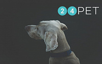 Создание интернет-магазина 24pet.ru